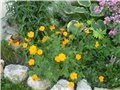 cosmos